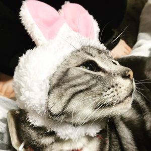 ねこ
