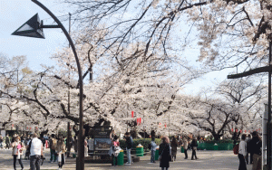 桜